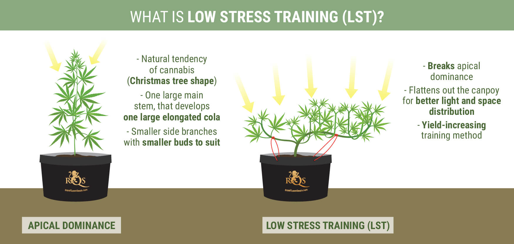 How To Perform Low Stress Training On Cannabis For Better Yields RQS Blog